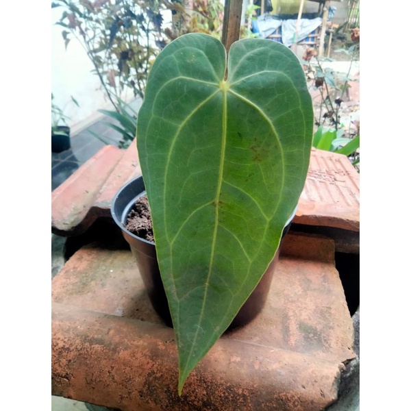 Anthurium Magnifikum Verde