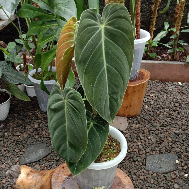 promobibit bonggol tanaman philodendrum melano chrysum tanaman philodendrum melanochrysum