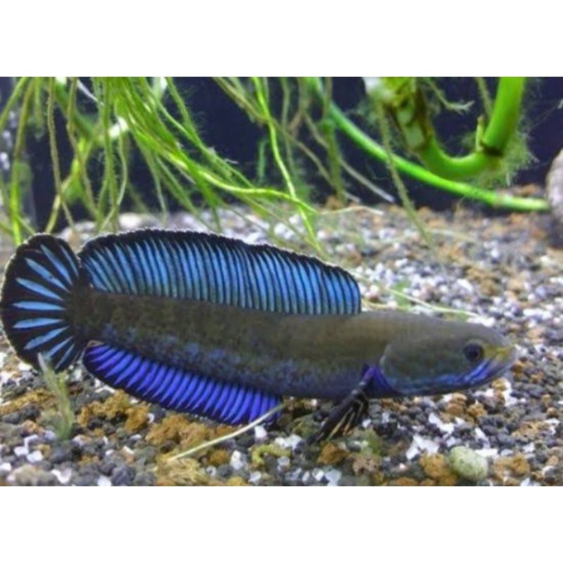 Andrao pair ngeball 10-13cm