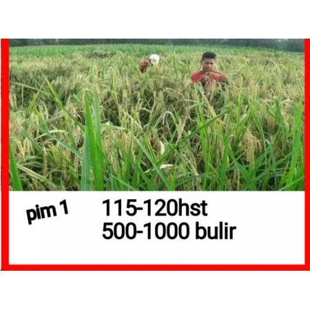 Benih Padi Unggul PIM 1 Bibit Unggul 1kg