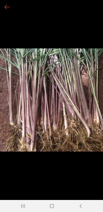 Pohon Sereh Wangi Sereh Merah