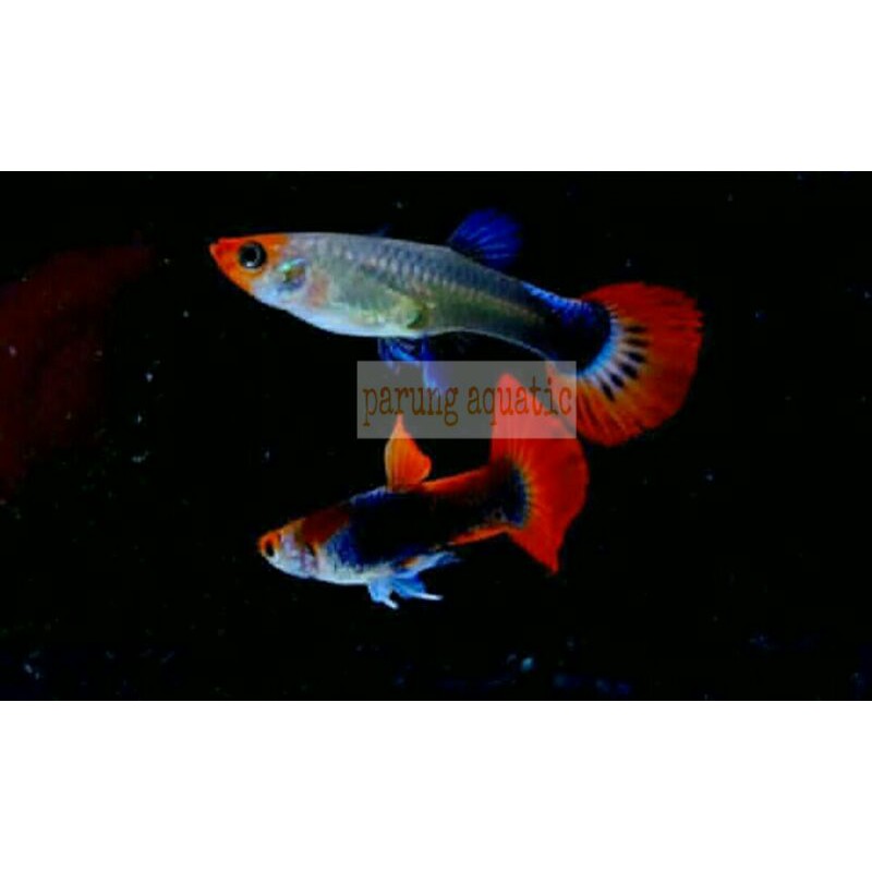 ikan guppy Tuxedo Koi pasangan