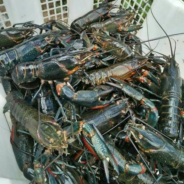 Bibit indukan lobster