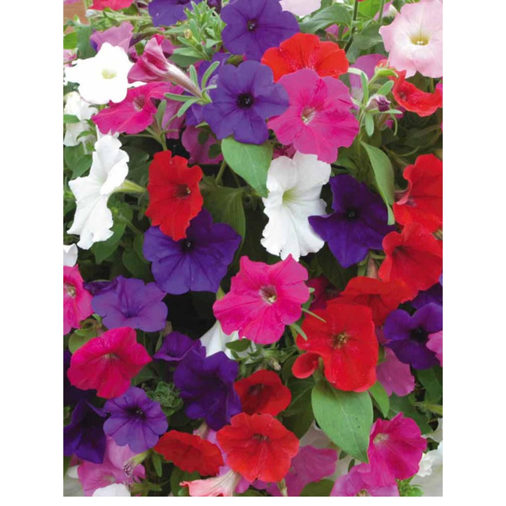 Bibit Benih Biji Bunga Petunia Mix - Bibit Tanaman Pohon Bunga Petunia - Biji Bunga Petunia Mix -COD