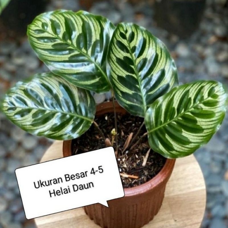 promo!!! termurah!!! tanaman hias calathea/  jenis-jenis calathea /bunga calathea