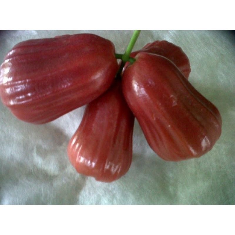 

Jambu Citra Super Manis