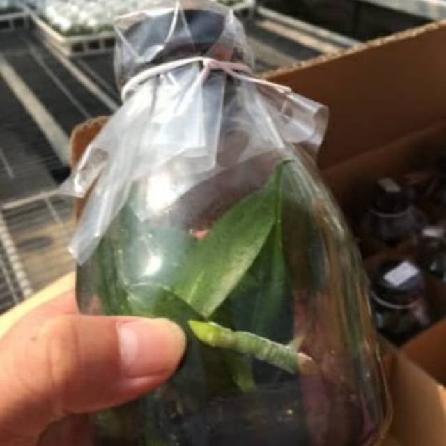 Bibit anggrek bulan taiwan botolan