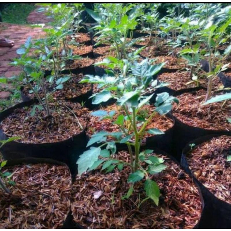 Bibit pohon tomat cherry/Tanaman buah tomat cery