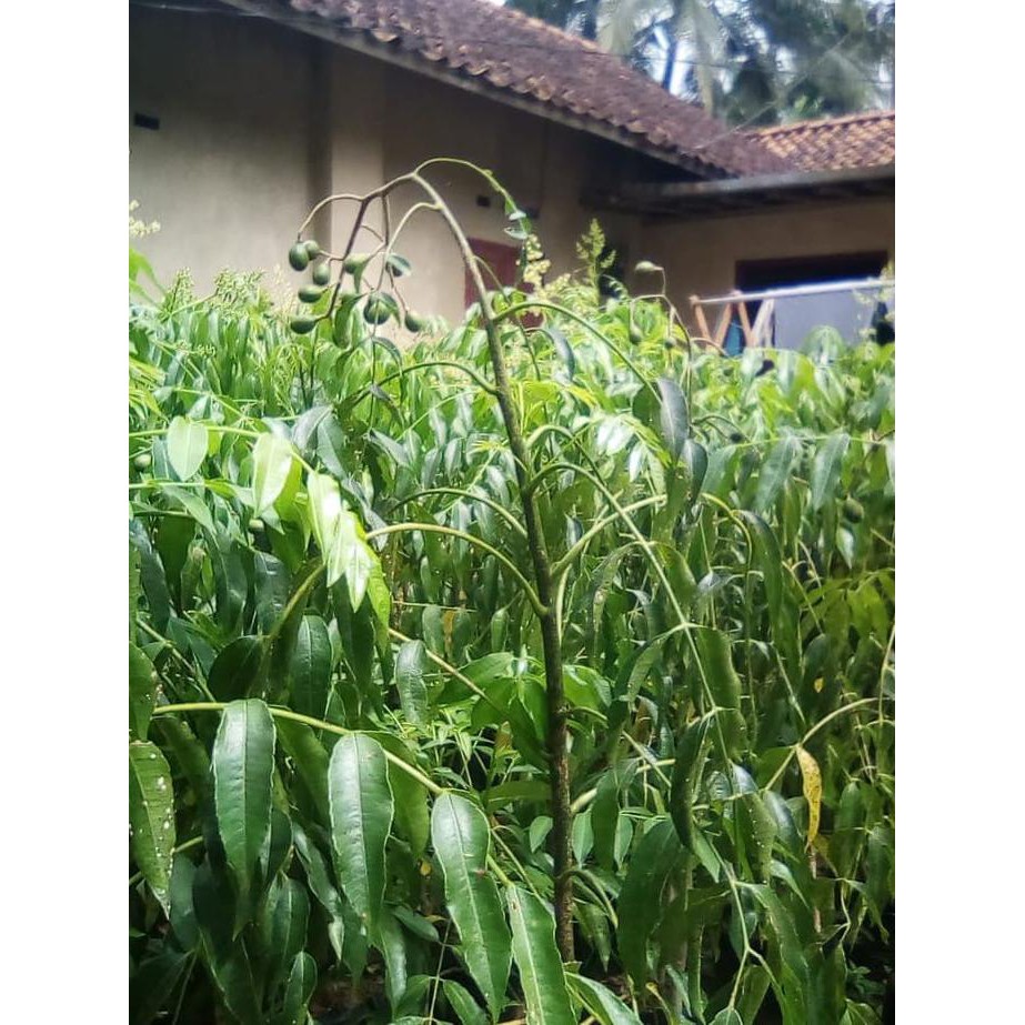 Bibit Kedondong Mini Sudah Berbuah // Kedondong Mini //Tanaman Buah Lte