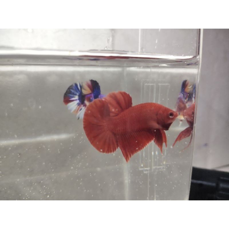 Ikan Cupang Super Red Plakat (grade)