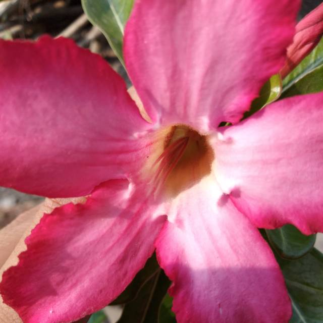 rochanaazzahra09012017