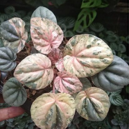 Peperomia caperata lady pink varigata