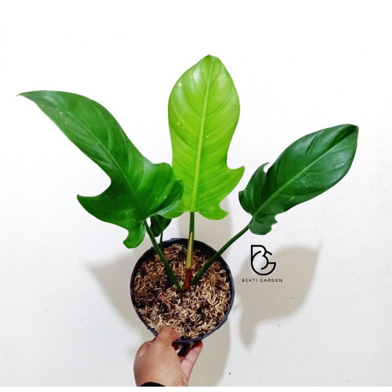 Tanaman hias philodendron ecuadorian jerry horne