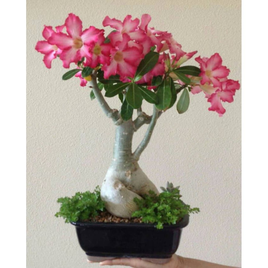 

Harga per pack_ Biji benih bunga adeium pink and white colort / 4 biji