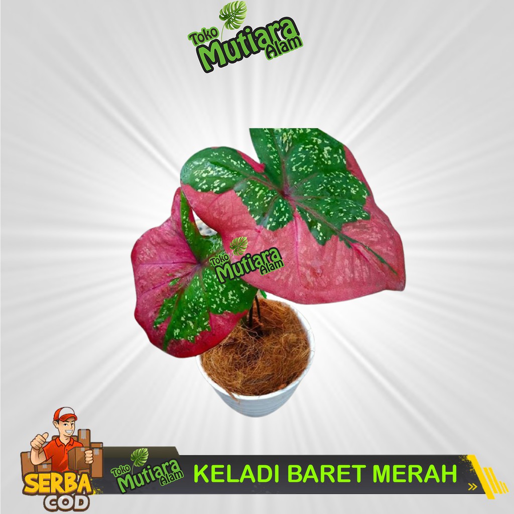 TANAMAN HIAS KELADI BARET MERAH VARIGATA DEWASA MUTIARA ALAM