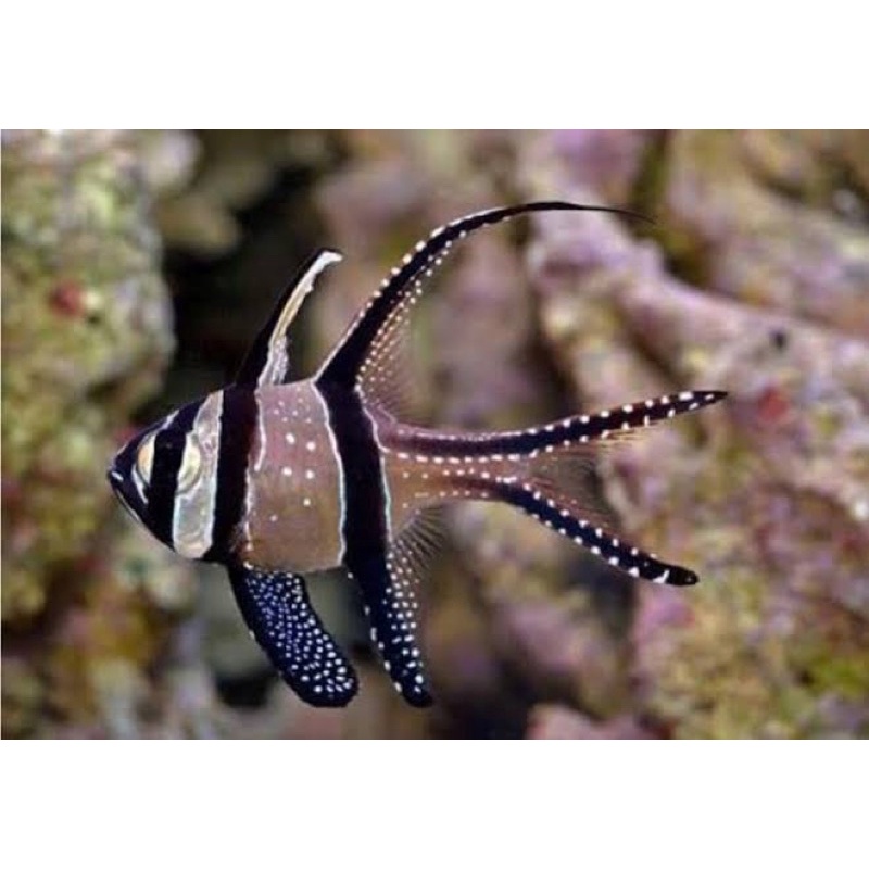 

capungan ambon / bangai cardinal