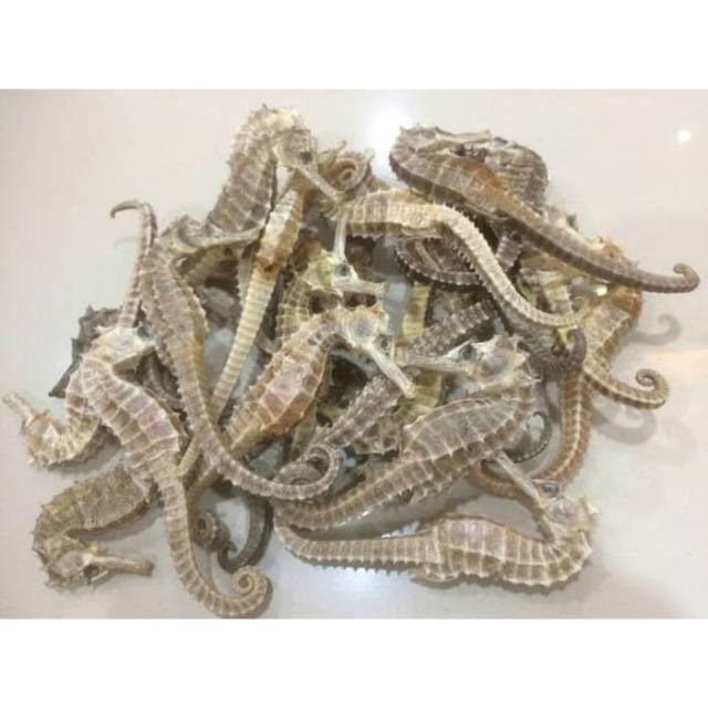

Kuda laut