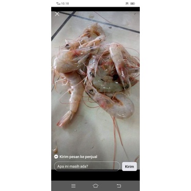 

udang segar