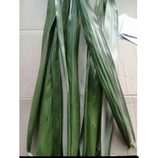 

Daun salak herbal 500gram ( Muda / Medium ) bisa request Fresh terlaris COD