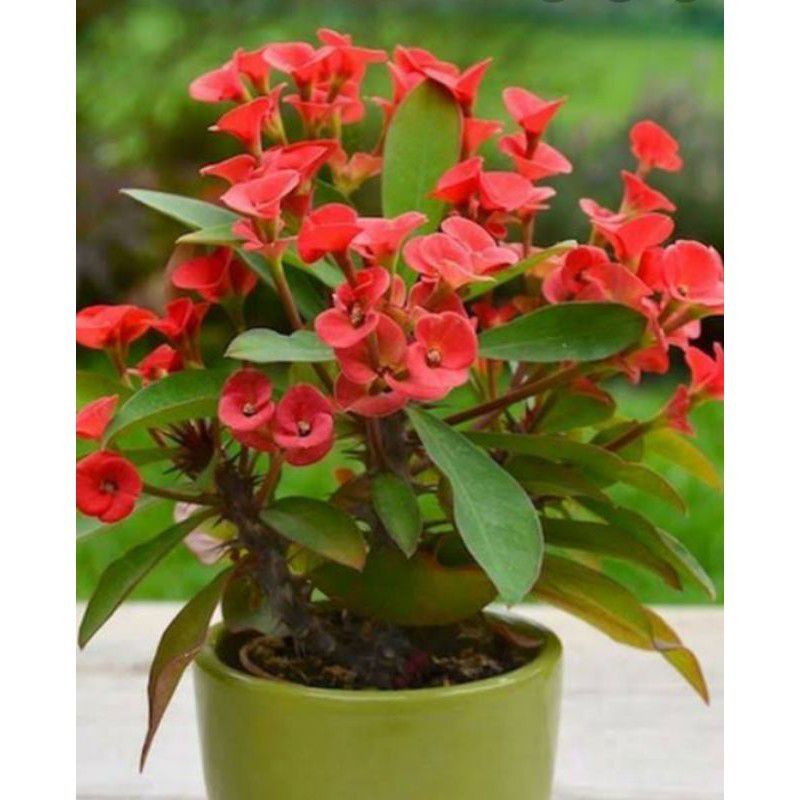 tanaman hias euforbia bunga merah