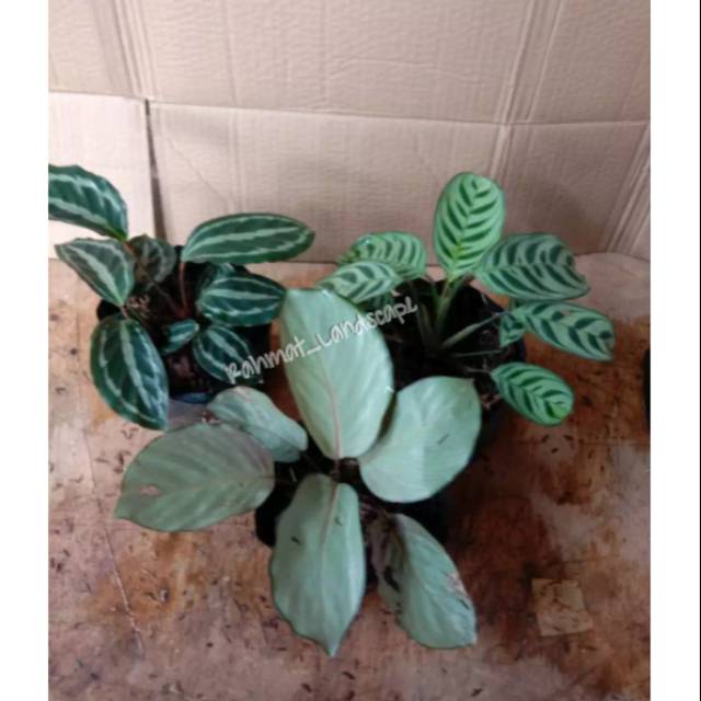 Paket 3 tanaman hias calathea / calathea silver/ calathea silverback / calathea sepat / tanaman