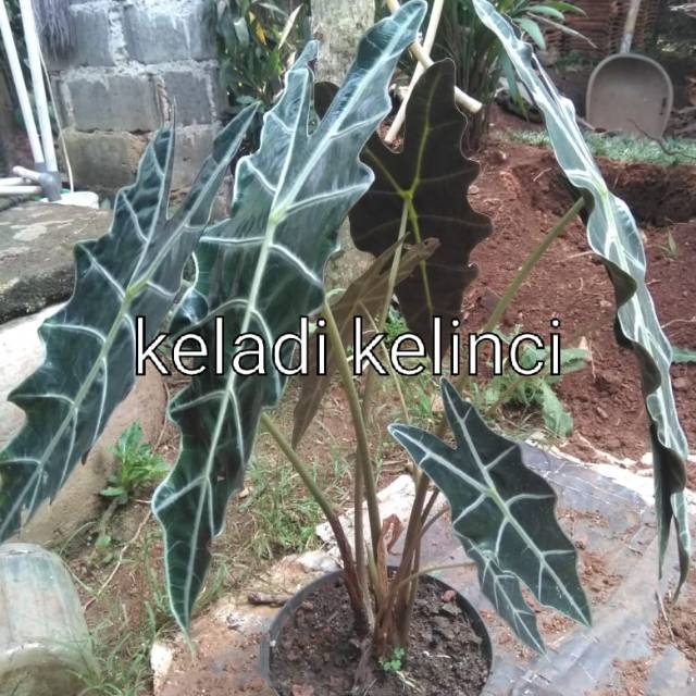 Tanaman Hias Keladi Hitam Tengkorak Kelinci Tanaman Hias Keladi Amazon Shopee Indonesia