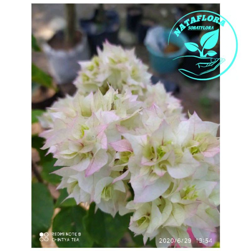 TANAMAN HIAS BUGENVIL BUNGA KERTAS/WHITENING/BUGENVIL BUNGA KERTAS/BUGENVIL IMPORT/BUNGA HIAS/BUNGA 