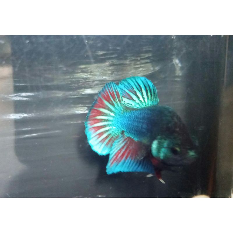 ikan cupang hias plakat jantan