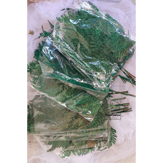 Daun Pakis kering , daun paku kering