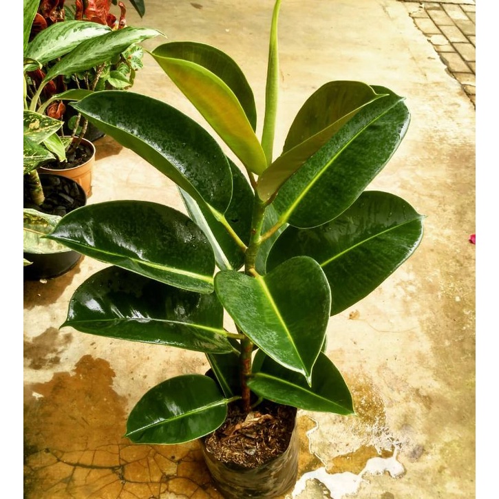 Pohon karet kebo/pohon herbal karet kebo/karet kebo/ficus elastica