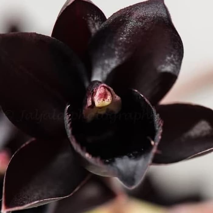 Jual Anggrek Fdk Afterdark Black Pearl Murah