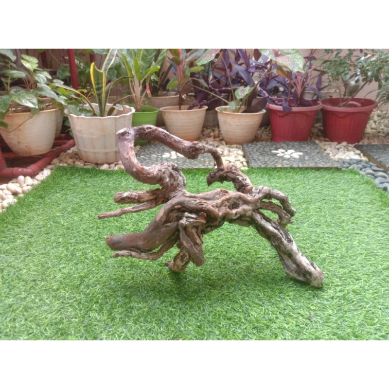 kayu stigi karang atau laut grade a