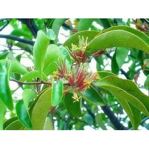 

Promo 2 kg Benalu Mangga Segar / Herbal / Menjaga kesehatan