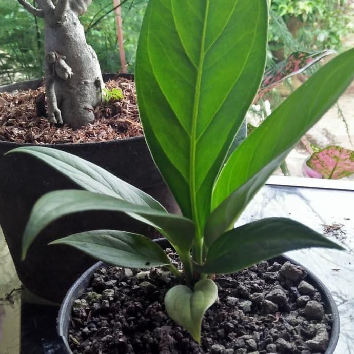 Idle Tanaman Hias Athurium Jermani/Bibit Anturium Jermani