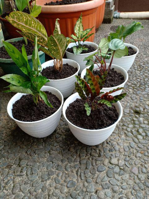 Aglonema Snow White-beras Tumpah