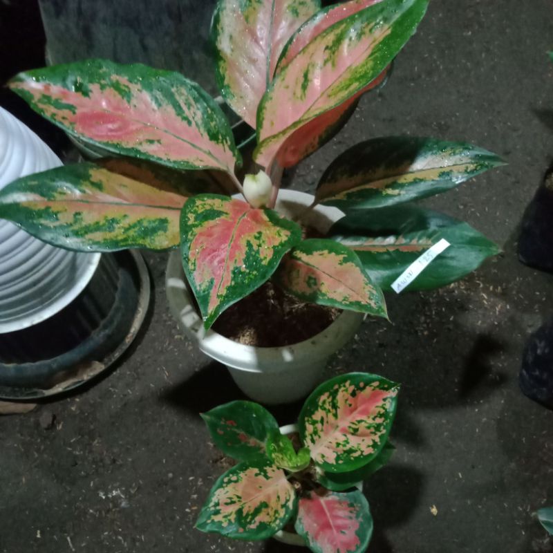 sepaket Aglonema tembaga dan eboni