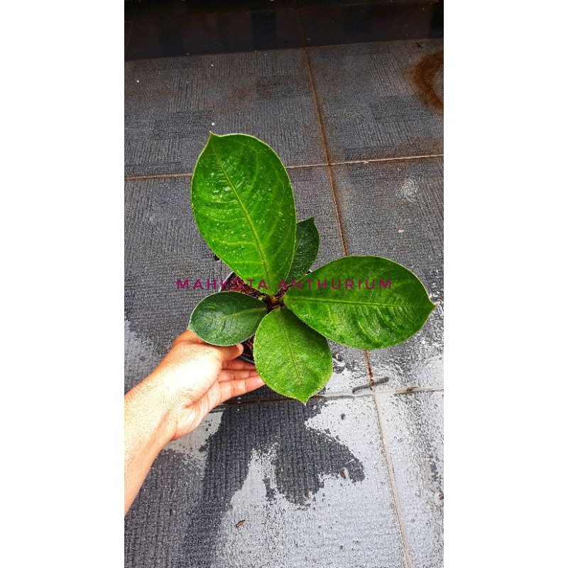 Jemani Mangkok Super bowl