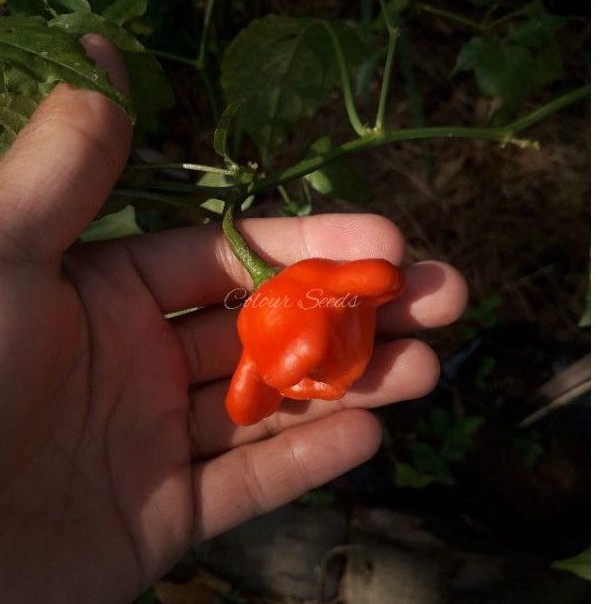 Benih bibit cabe hias bishop crown isi 12 Biji