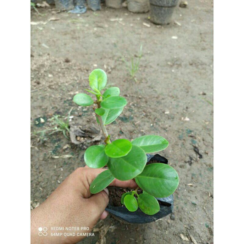 Bibit bahan bonsai Dollar/Dollar Taman