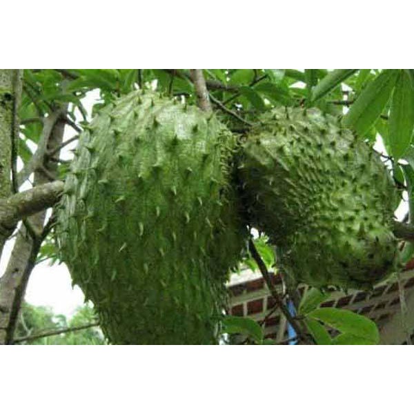 

BUAH SIRSAK / SIRSAT SEGAR