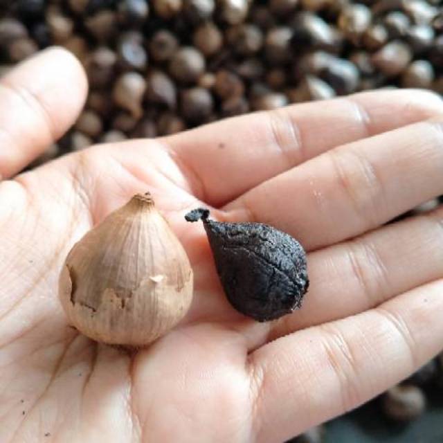 

Bawang hitam lanang