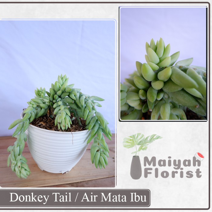 Donkey Tail / Air Mata Ibu - Tanaman Hias