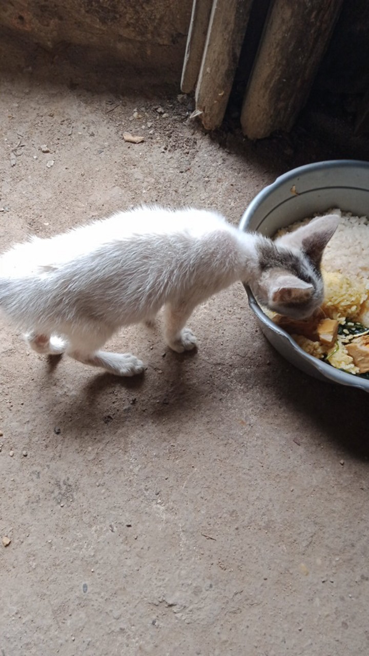 Cuci Gudang Celana Pendek Anak Celana Batik Murah