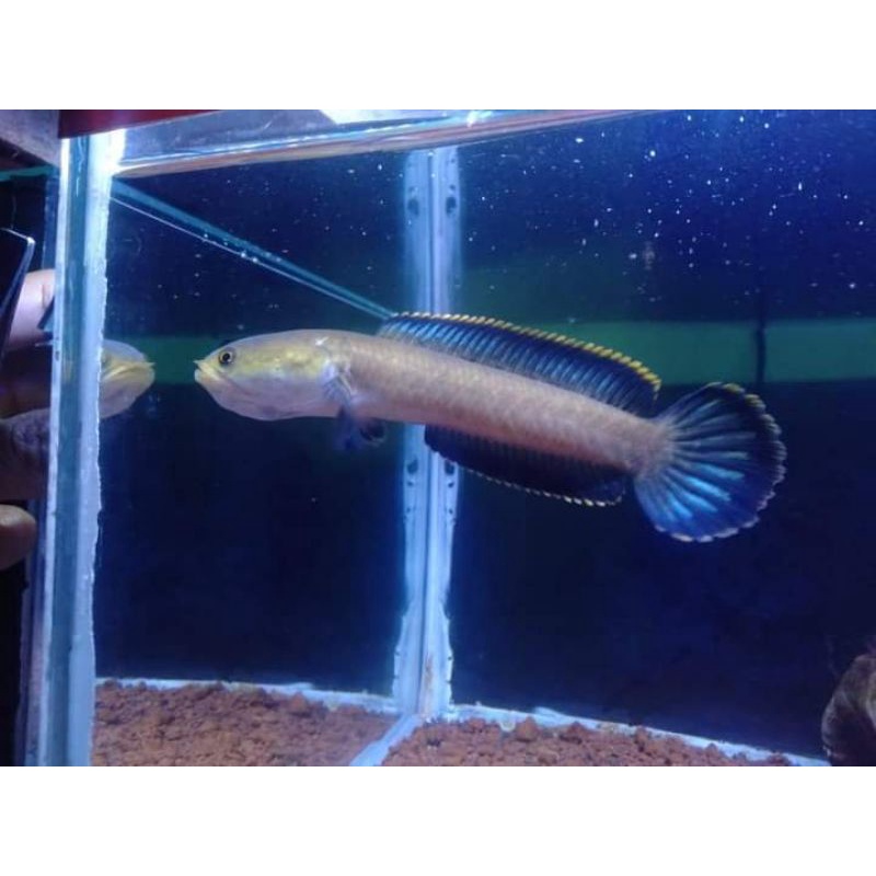 ikan channa limbata berkualitas progresan kontes size 8 -15