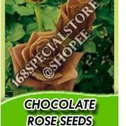 

F⚡ASH SALE Biji Bunga Mawar Coklat Chocolate Rose Seeds