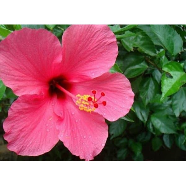 Hibiscus 4. Розовый Бангкок.