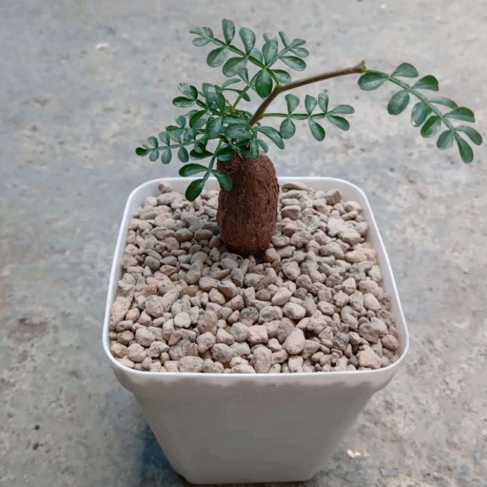 Operculicarya Pachypus | Elephant Tree | Pachycaul | Caudex | The Natural Bonsai