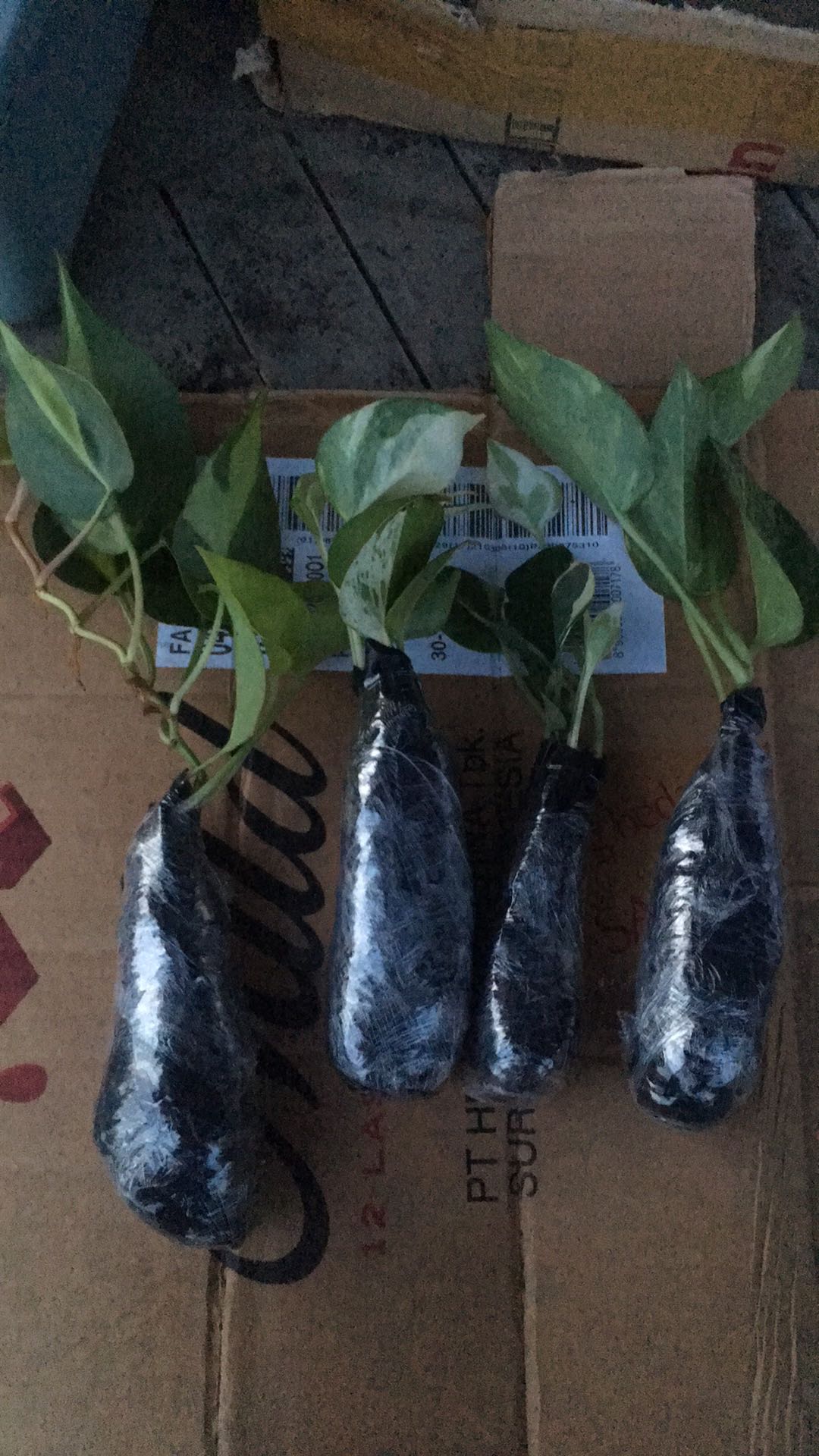 Paket Tanamn Hias Sirih Gading - Paket 4 Tanamn Hias Sirih Gading