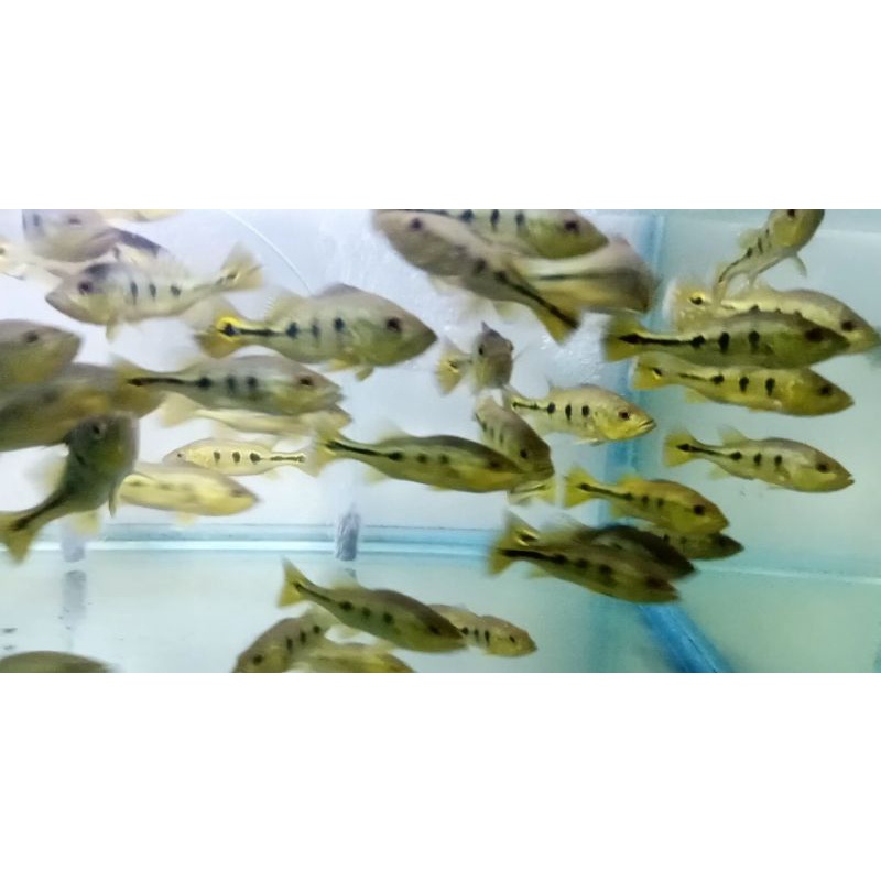 PROMO KHUSUS GRAB BORONG 20E PBASS MONO SIZE 12-15CM (CAMPUR) PEACOCKBASS MONOCULUS 12-15CM
