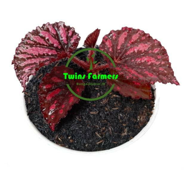 Tanaman Hias Begonia Pelangi Merah / Begonia Rex Rasberry  Torte